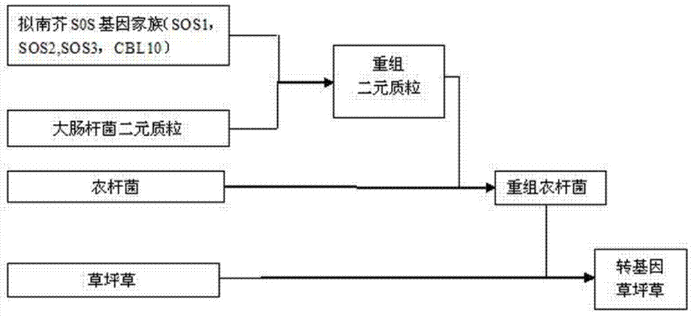 Method for constructing and cultivating salt-tolerant lawn grass