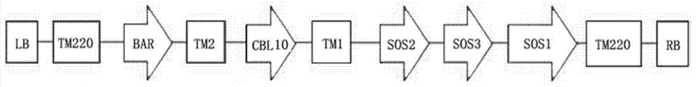 Method for constructing and cultivating salt-tolerant lawn grass