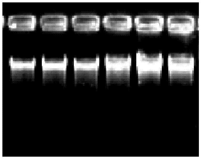 Method for constructing and cultivating salt-tolerant lawn grass