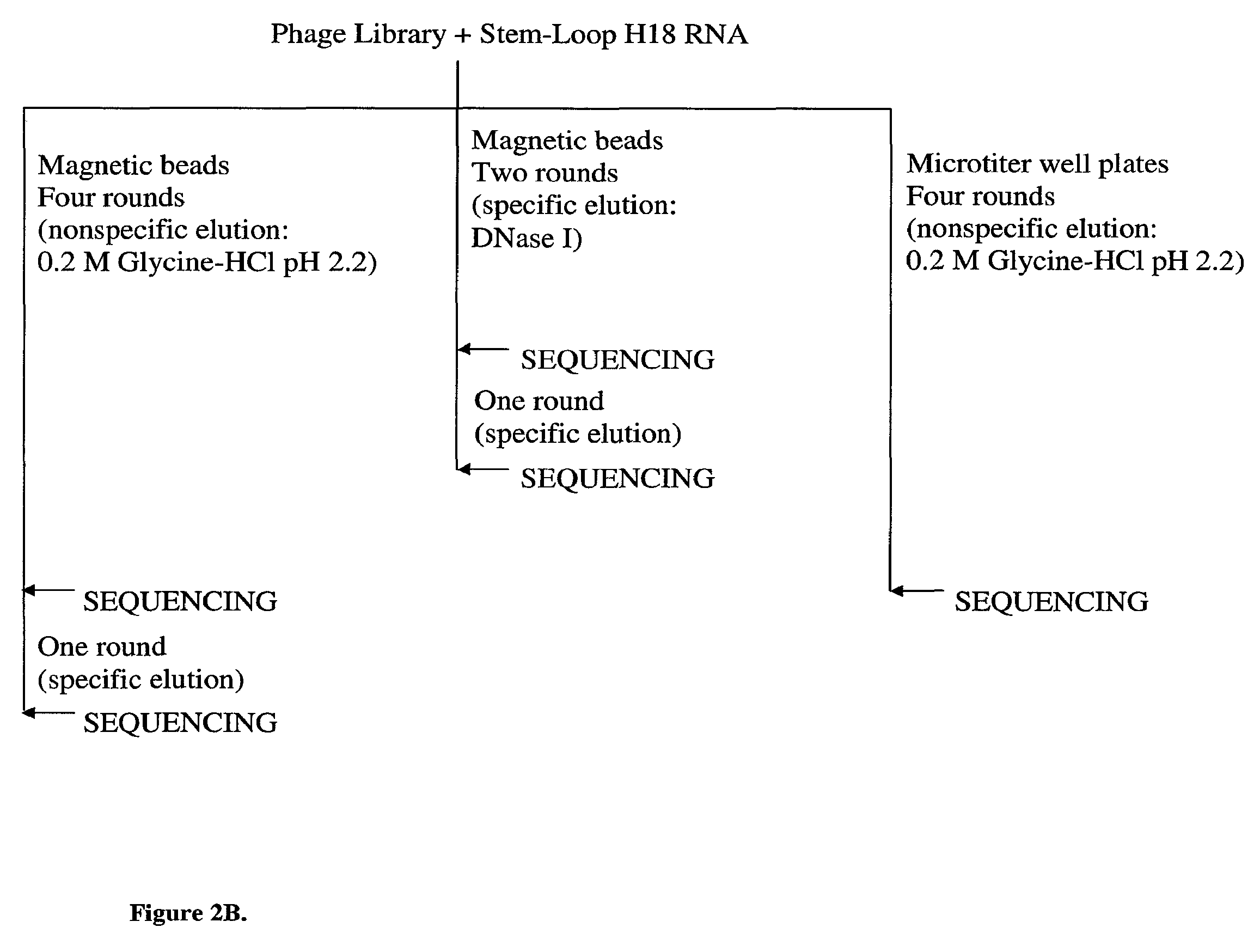 Identification and use of peptide inhibitors of protein synthesis