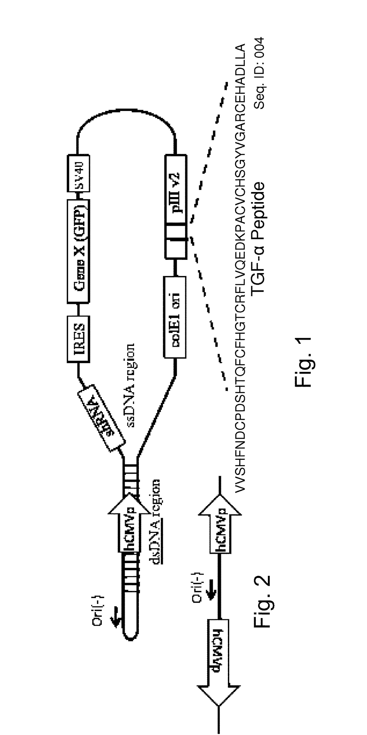 Bacteria carrying bacteriophage and protease inhibitors for the treatment of disorders and methods of treatment