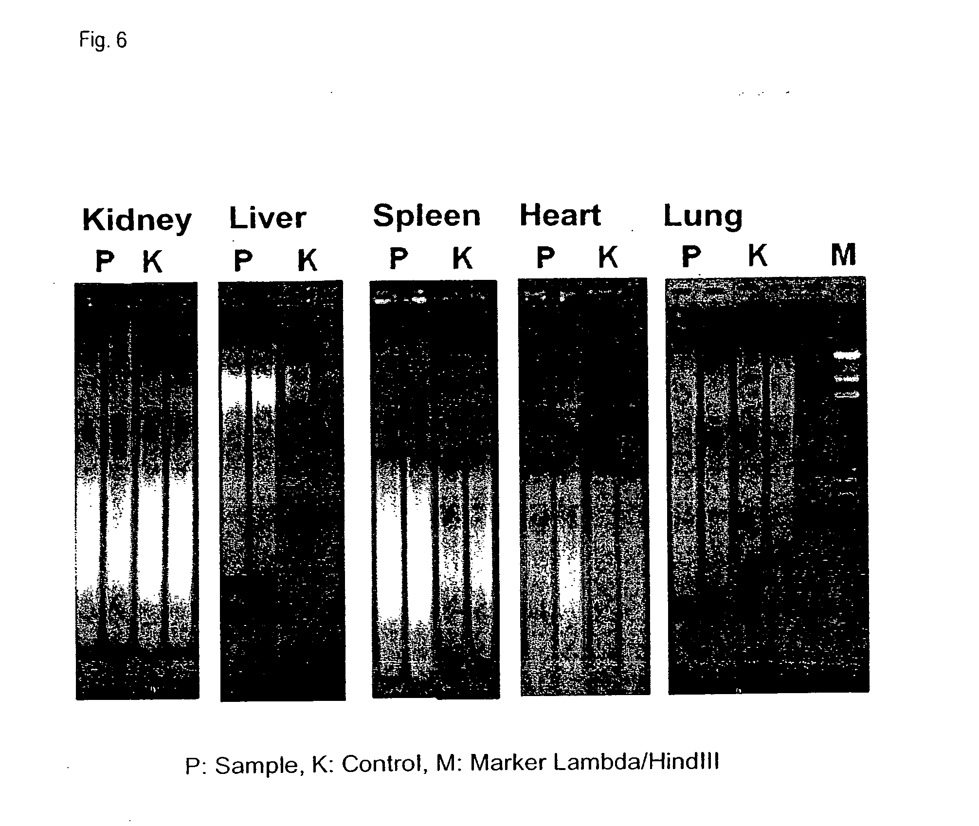 Process for parallel isolation and/or purification of RNA and DNA