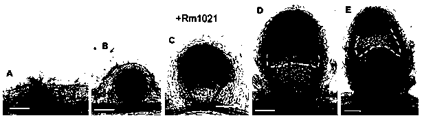 Promoter report gene for detecting superoxide radical ions in nodules and application thereof