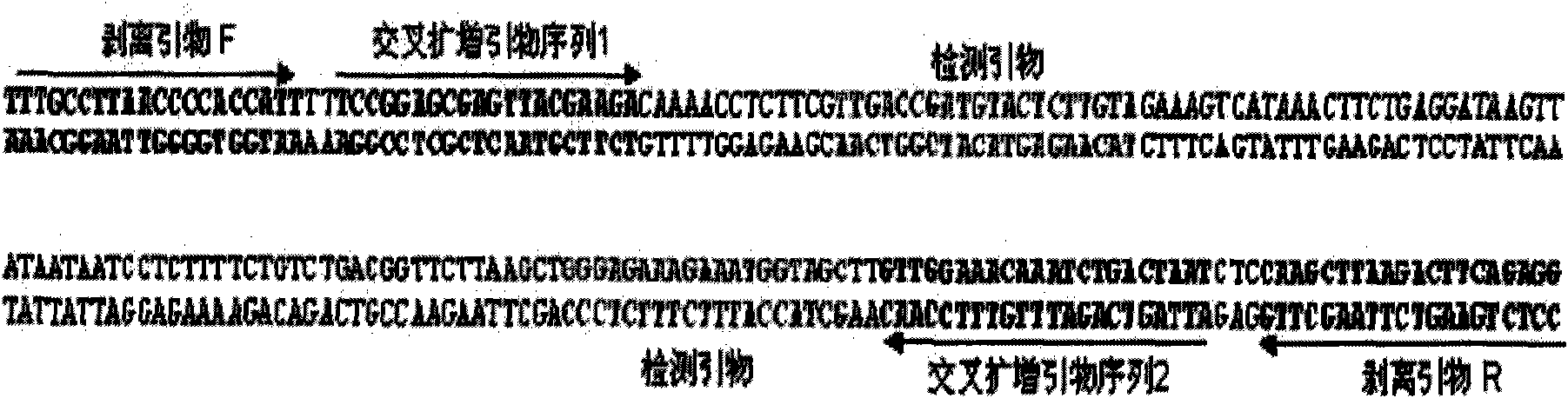 Method for amplifying target nucleic acid sequence by using cross primer and kit for amplifying target nucleic acid sequence and application thereof