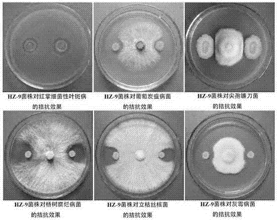 Bacillus methylotrophicus, and preparation and applications of a microbial inoculum thereof