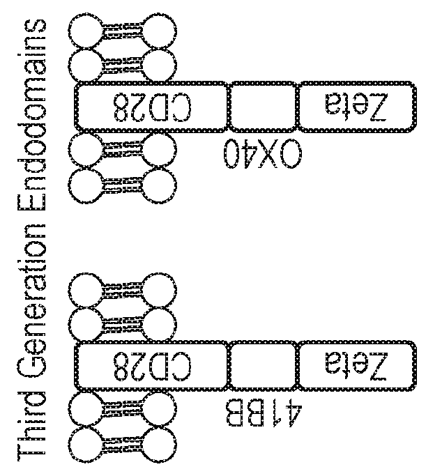 Nucleic acid construct for expressing more than one chimeric antigen receptor