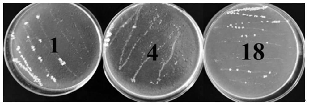 Lactobacillus paracasei with the ability to decompose oil and its application