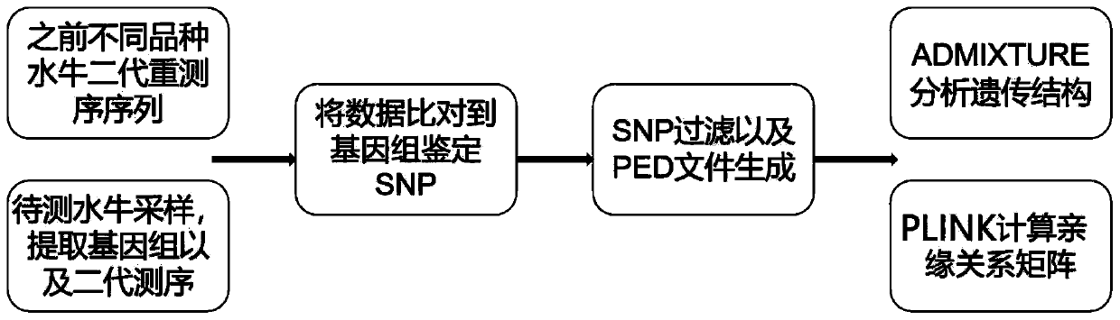 Method for tracing blood lineage sources of buffaloes and carrying out genome matching based on whole-genome SNP information