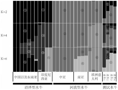 Method for tracing blood lineage sources of buffaloes and carrying out genome matching based on whole-genome SNP information