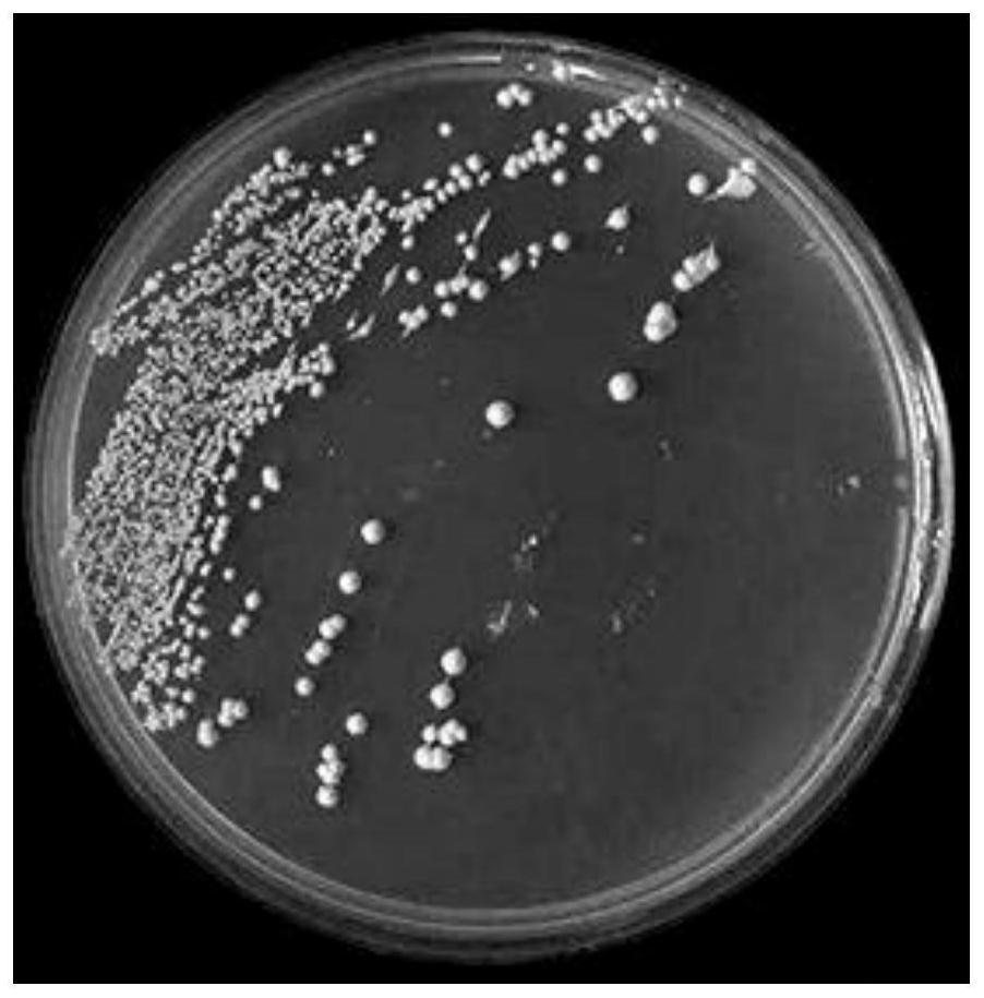 Saccharomyces cerevisiae SWGCJM001 as well as culture method and application thereof