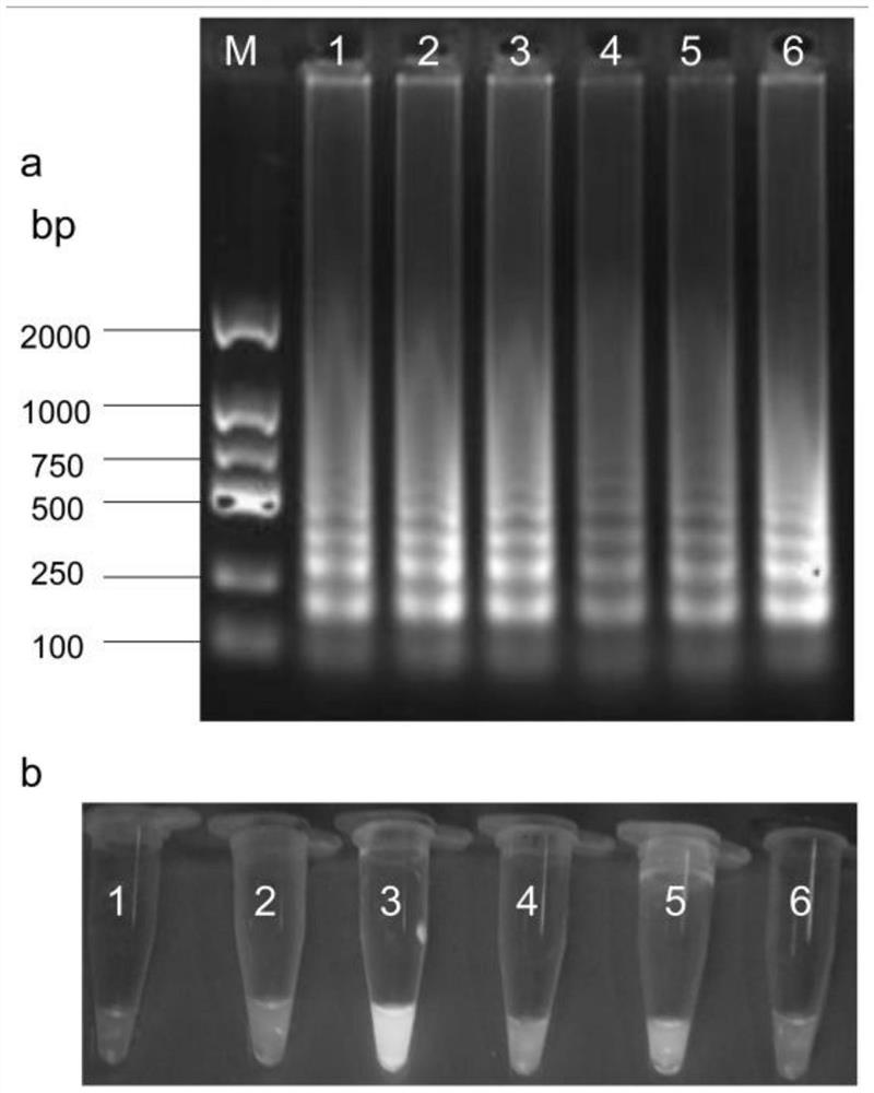 LAMP (loop-mediated isothermal amplification) detection primer, kit and detection method for fusarium solani