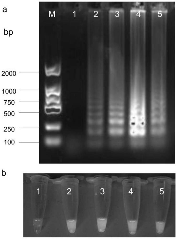 LAMP (loop-mediated isothermal amplification) detection primer, kit and detection method for fusarium solani