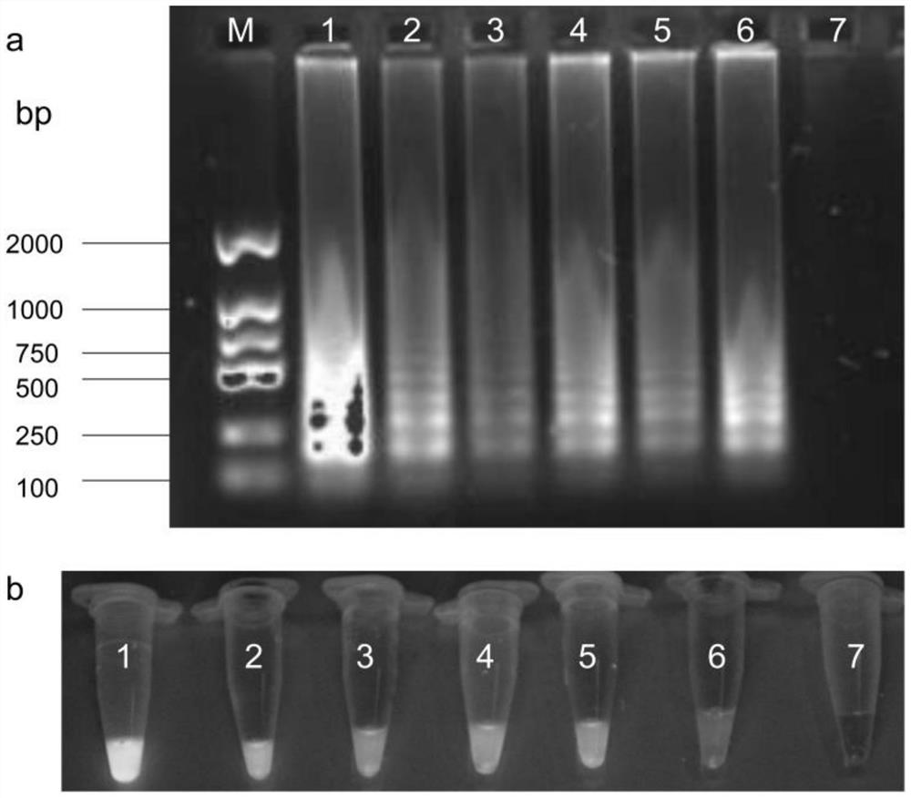 LAMP (loop-mediated isothermal amplification) detection primer, kit and detection method for fusarium solani