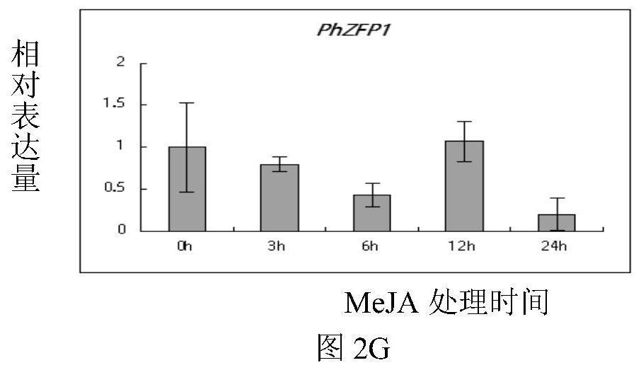 Petunia zinc finger protein gene phzfp1 and its application in improving plant cold resistance