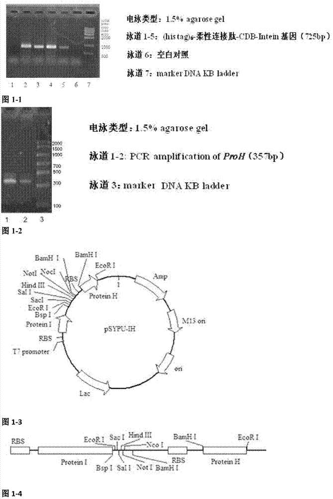 Escherichia coli soluble expression vector capable of efficiently obtaining recombinant protein