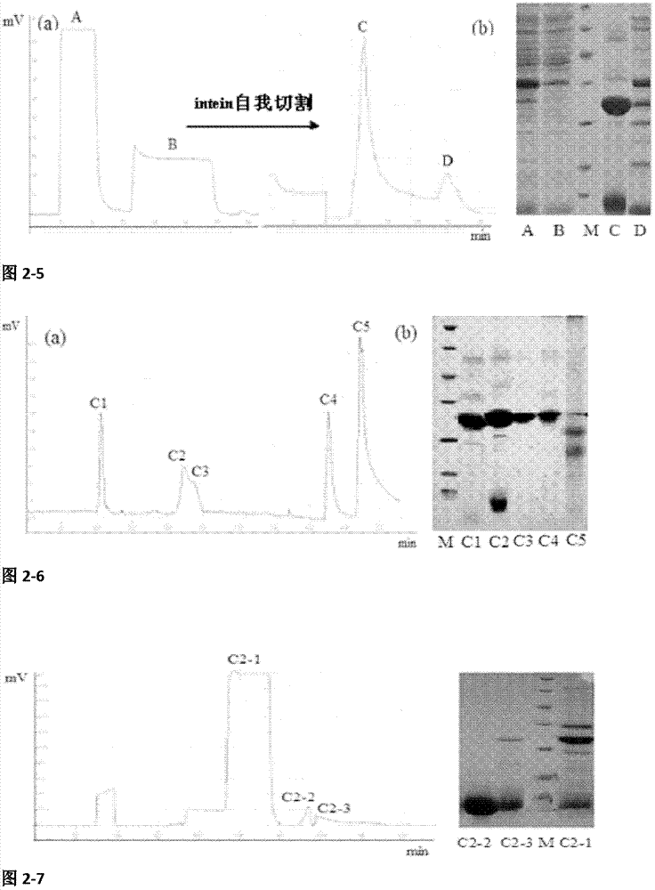 Escherichia coli soluble expression vector capable of efficiently obtaining recombinant protein