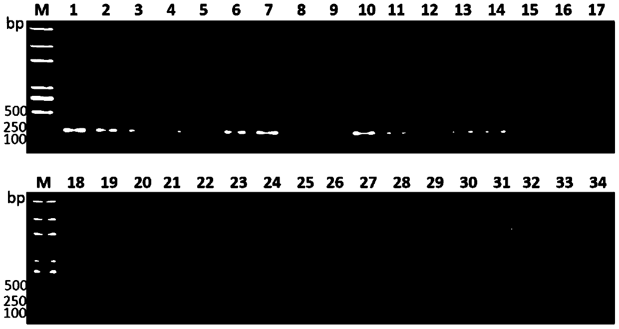 Hepatic abscess-causing Klebsiella pneumoniae specific gene sequence asnc and its application