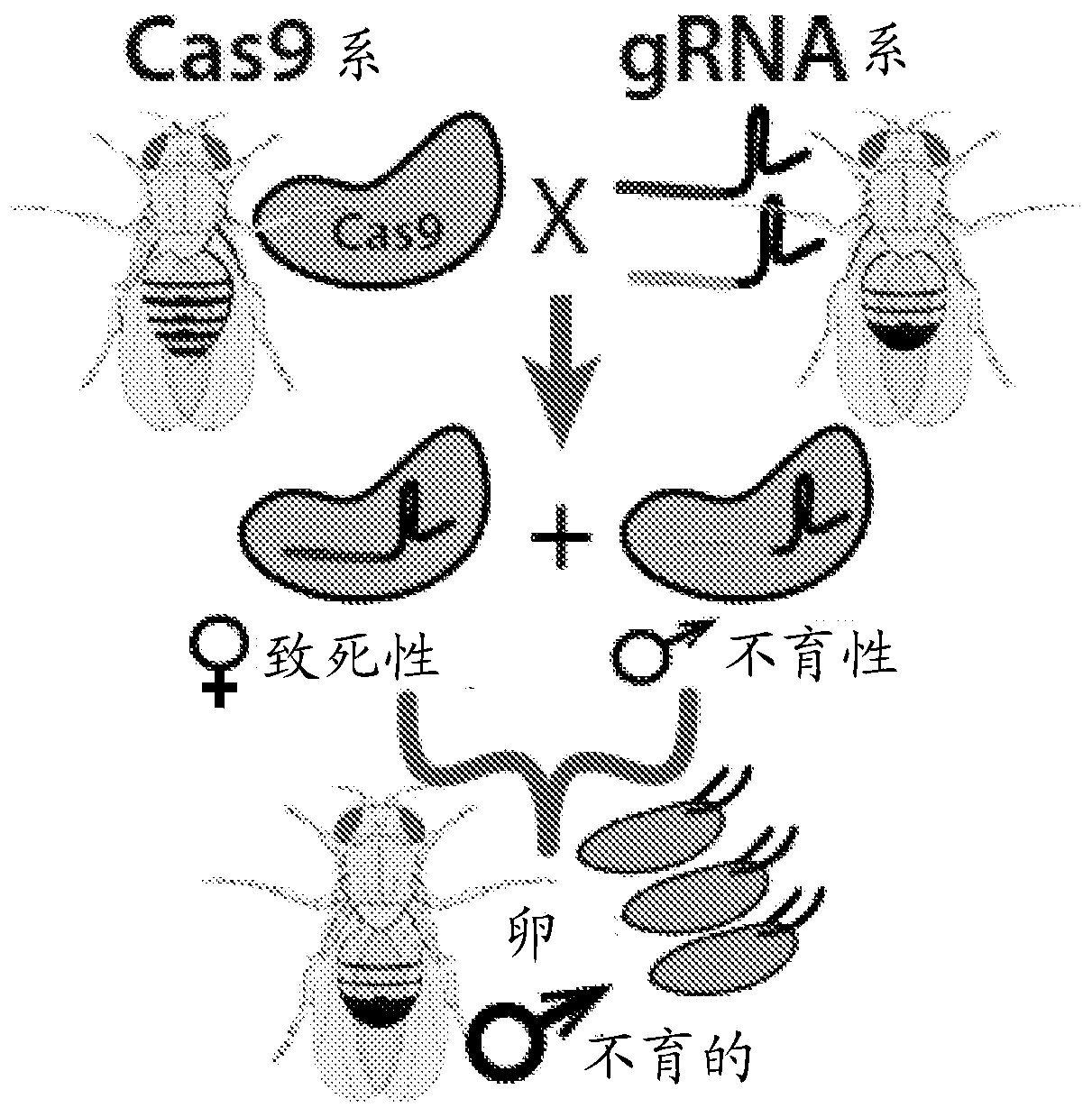 Endonuclease sexing and sterilization in insects