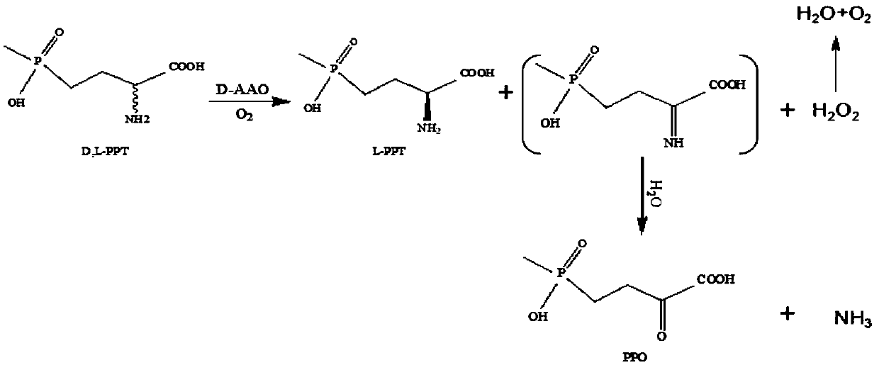 D-amino acid oxidase mutant and application thereof