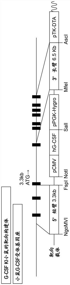 Immunodeficient rodent