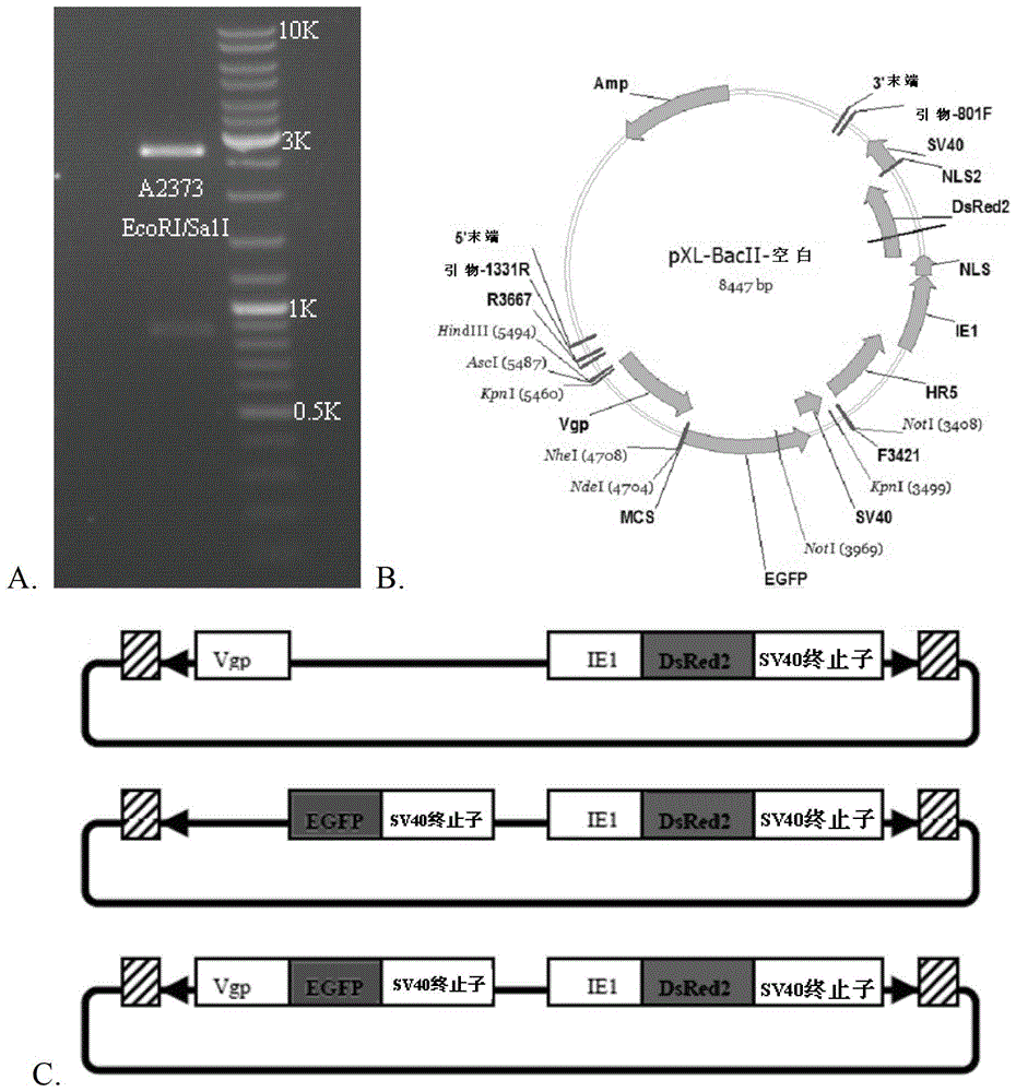 Sex- and tissue-specific expression of exogenous genes and methods using silkworm vitellogenin promoter