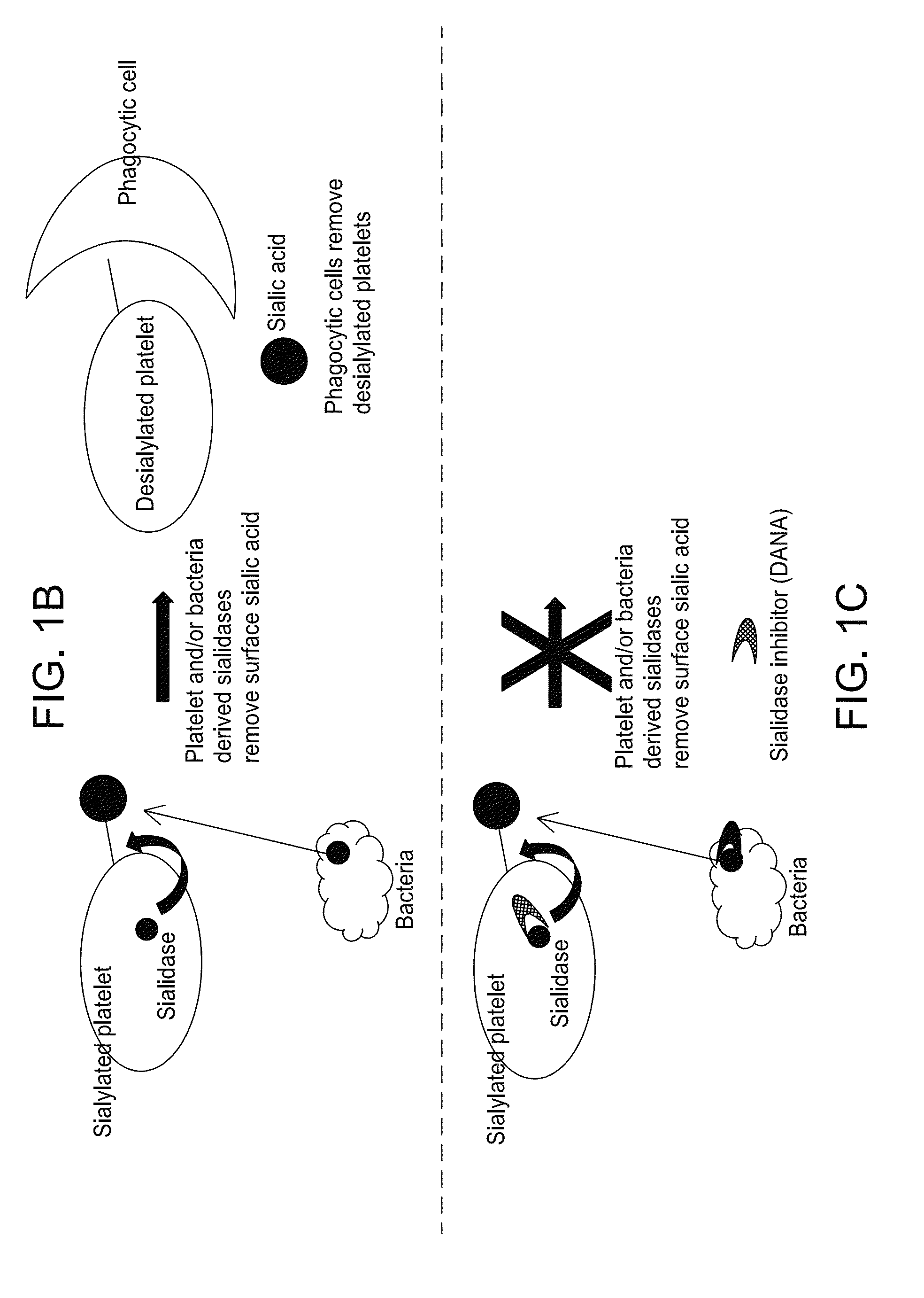 Platelet Storage and Reduced Bacterial Proliferation in Platelet Products Using a Sialidase Inhibitor