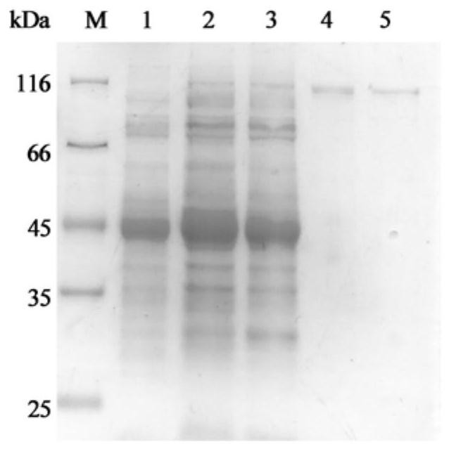 Artificially modified beta-galactosidase GaLT1 and application thereof in lactose hydrolysis