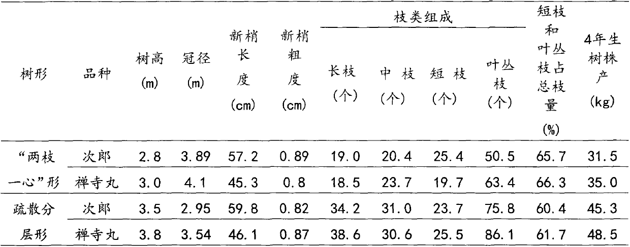 Reshaping trimming method for high-illumination-efficiency shape of close-planting persimmon tree