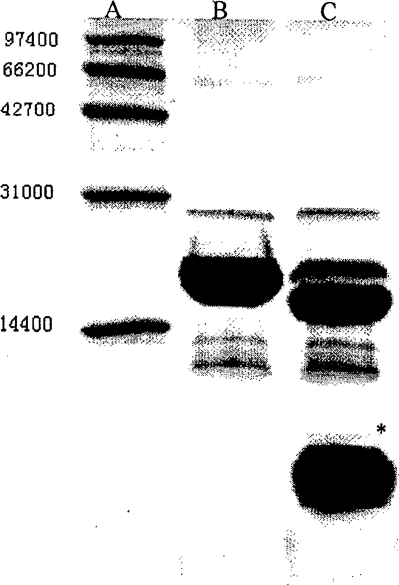 Gene of coding recombination buman natriurea and method of producing recombination human natriurea using the gene