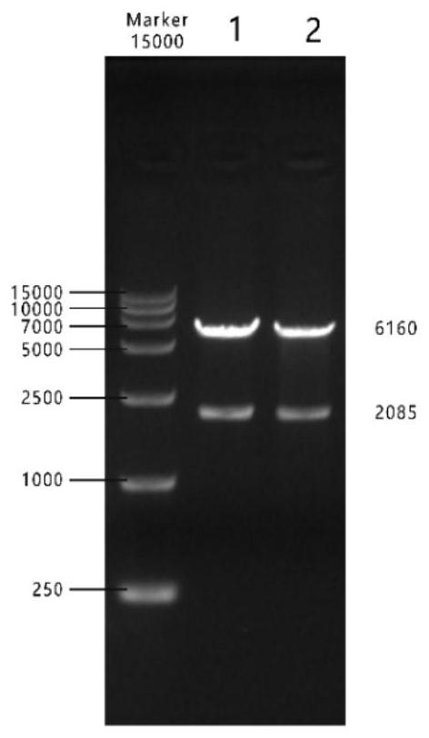 African swine fever virus antigen protein recombinant expression vector, recombinant plant lactobacillus as well as preparation method and application of recombinant plant lactobacillus