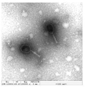 Separation and application of lytic escherichia coli phage RDP-EC-16029