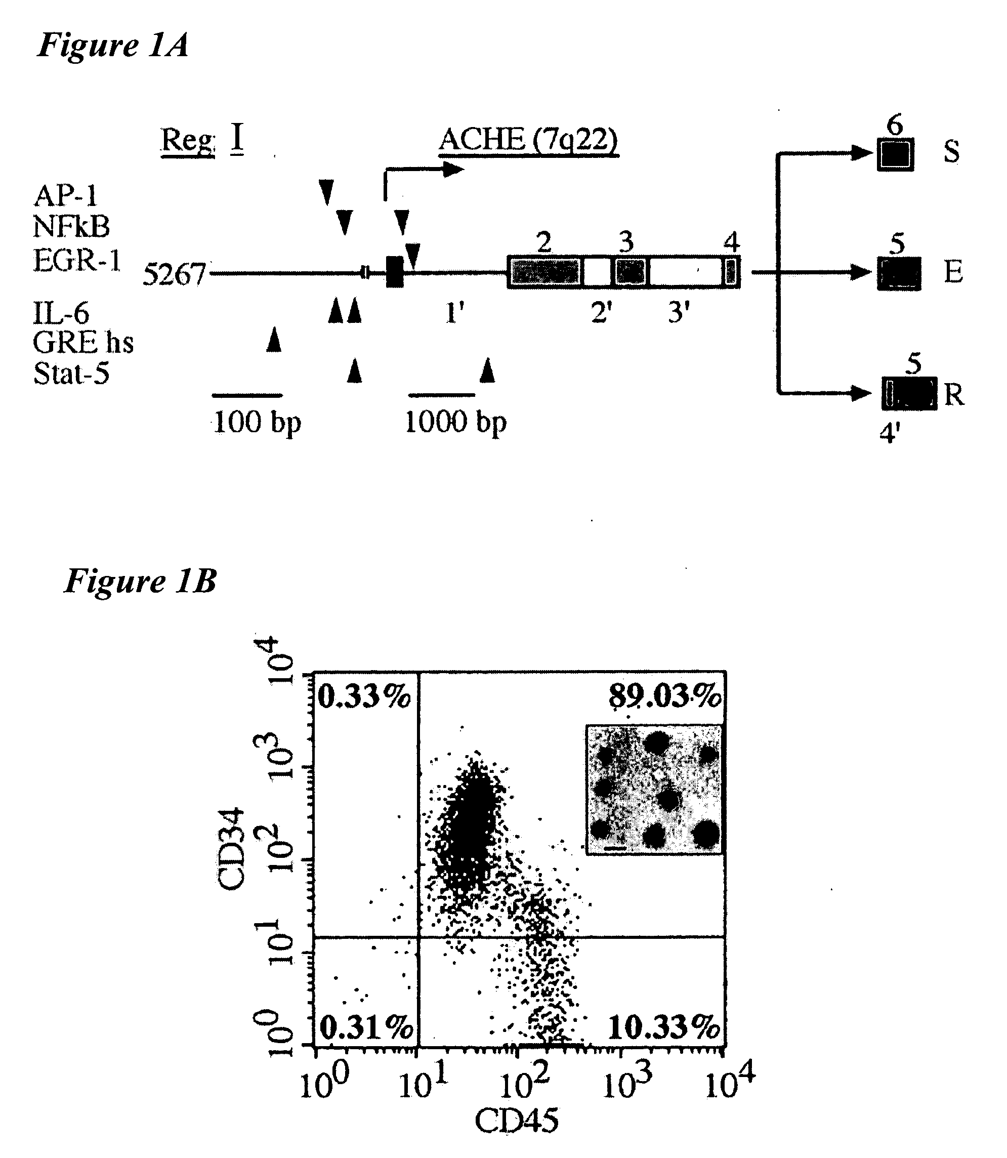 Acetylcholinesterase-derived peptides and uses thereof