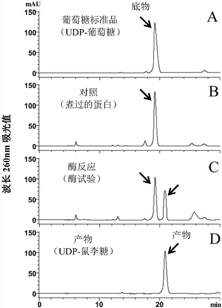 Gene CsRHMb capable of catalyzing biosynthesis of UDP-rhamnose as well as encoded protein of gene CsRHMb and applications of encoded protein