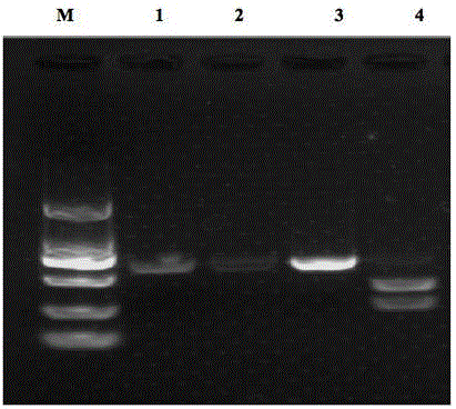 A pcr-rflp method for distinguishing duck circovirus and goose circovirus