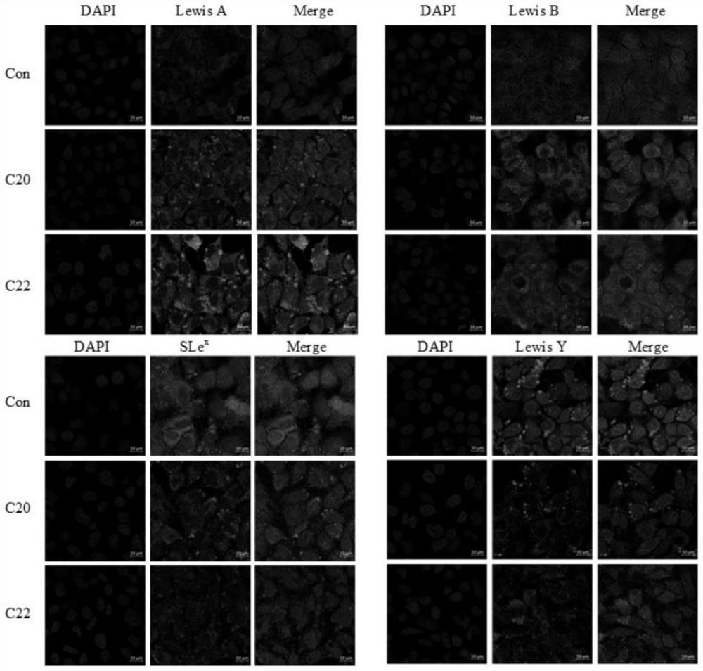 Application of bis-imidazolium salt and drug loading system as anticancer preparation and anticancer preparation