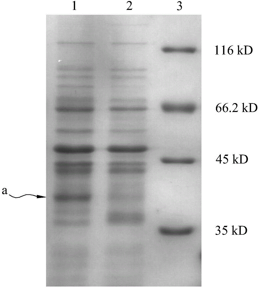 Method for expressing antibacterial peptide apidaecin by using Escherichia coli and for preparing antibacterial peptide apidaecin
