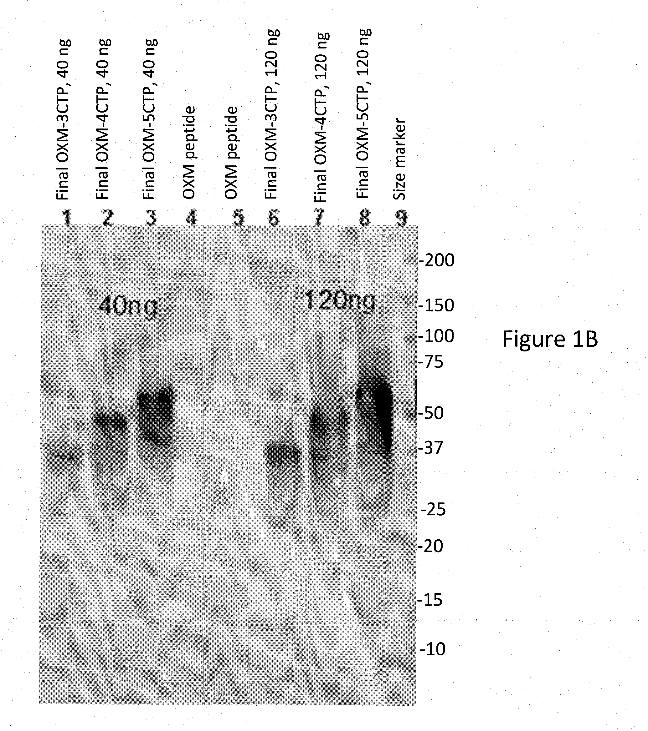Long-acting oxyntomodulin variants and methods of producing same
