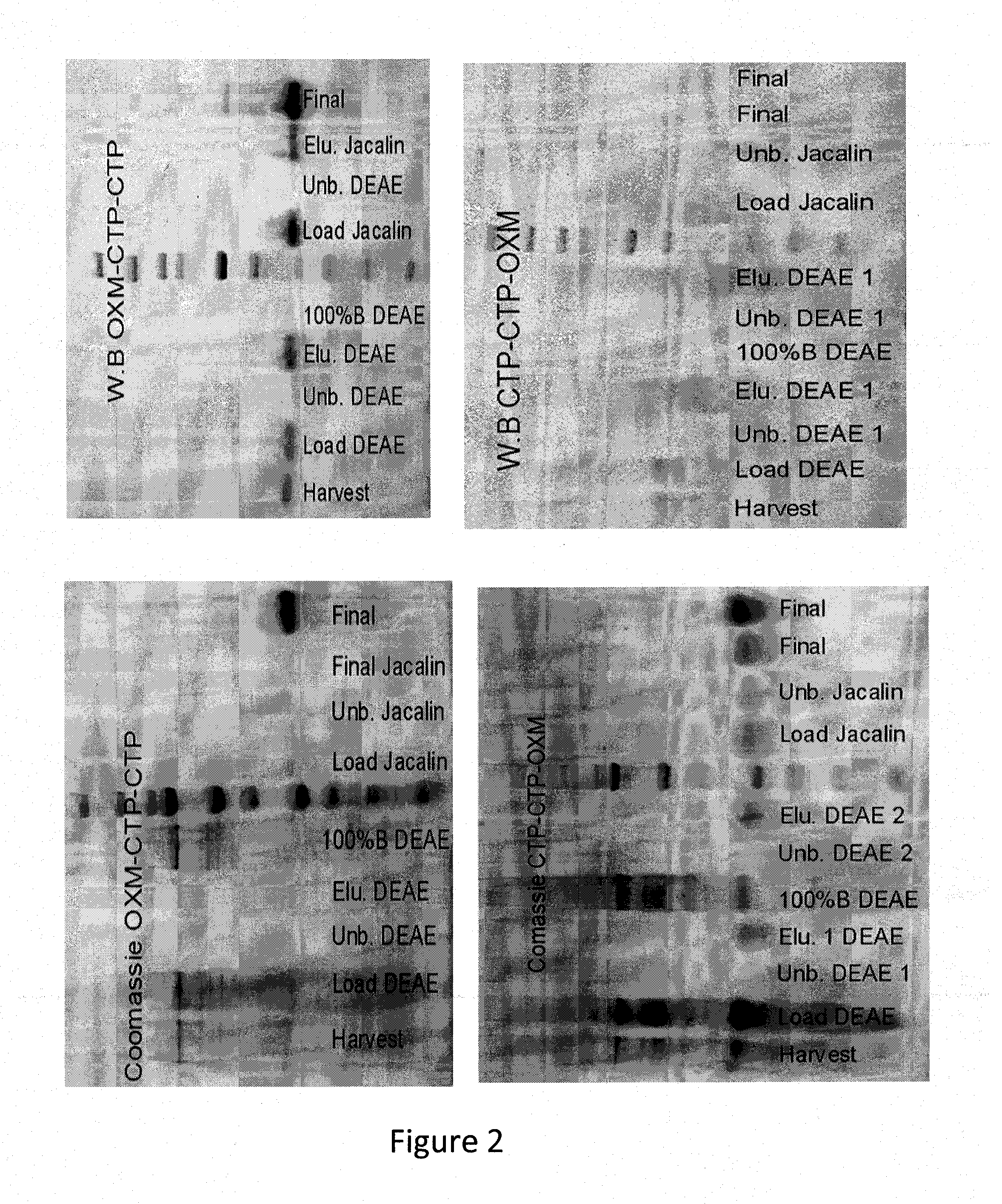 Long-acting oxyntomodulin variants and methods of producing same