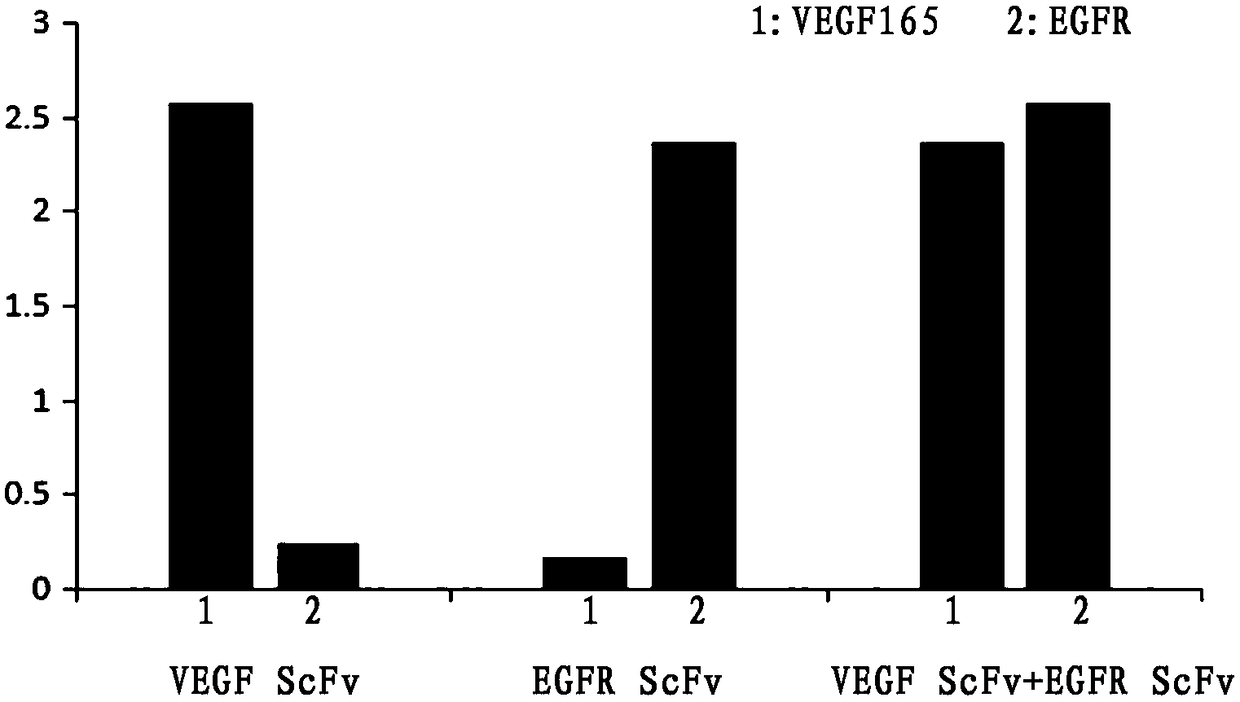 Anti-VEGF (Vascular Endothelial Growth Factor) and anti-EGFR (Epidermal Growth Factor Receptor) bispecific antibody fusion protein and application thereof