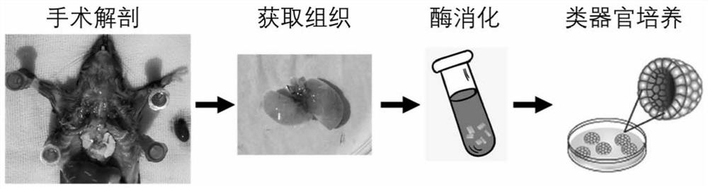 Culture method of mouse lung organs and special culture solution thereof
