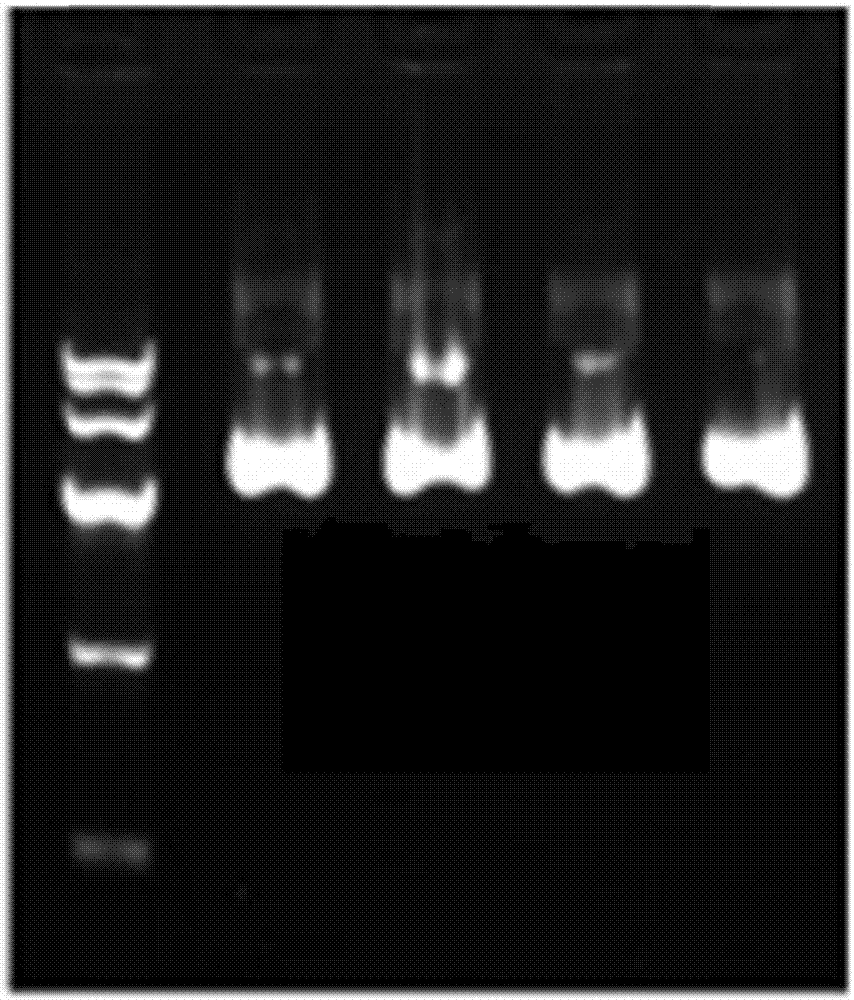 Kit and method for extracting plasmid DNAs by one step