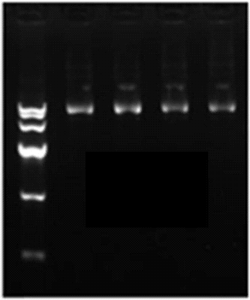 Kit and method for extracting plasmid DNAs by one step