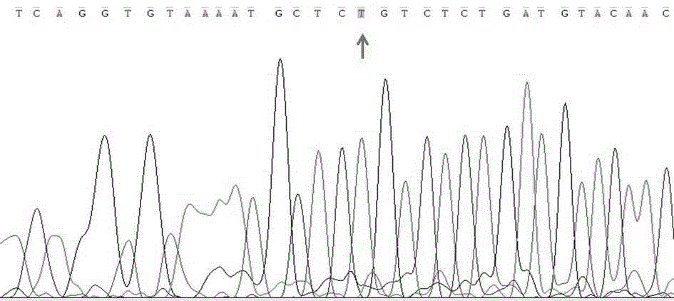 Primer, probe, fluorescence PCR kit and method for detecting human UGT1A1 gene polymorphism