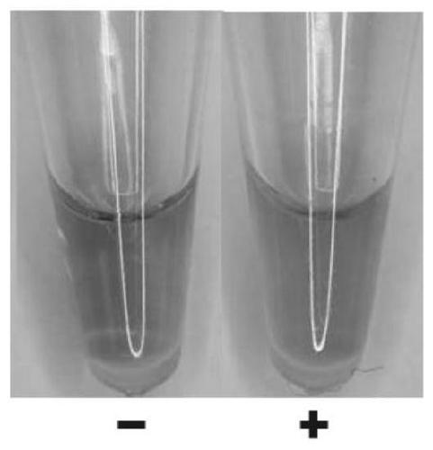 Detection of Phytophthora cedarii Root Rot Pathogen by Loop-Mediated Isothermal Amplification (Lamp) Technology Based on Color Judgment