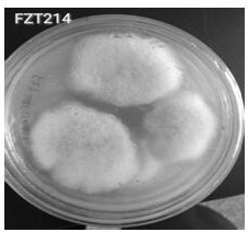 Plant endophytic fungus Epicoccum nigrum FZT214 and application thereof