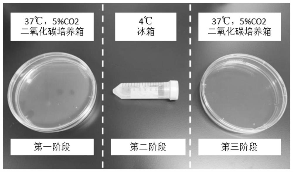 A kind of neonatal porcine islet cell culture method