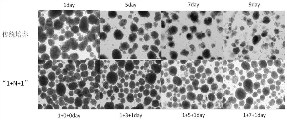 A kind of neonatal porcine islet cell culture method