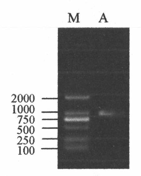 Gene contained in A.xylosoxidans LHB21 strain and used for coding catechol 2,3-dioxygenase