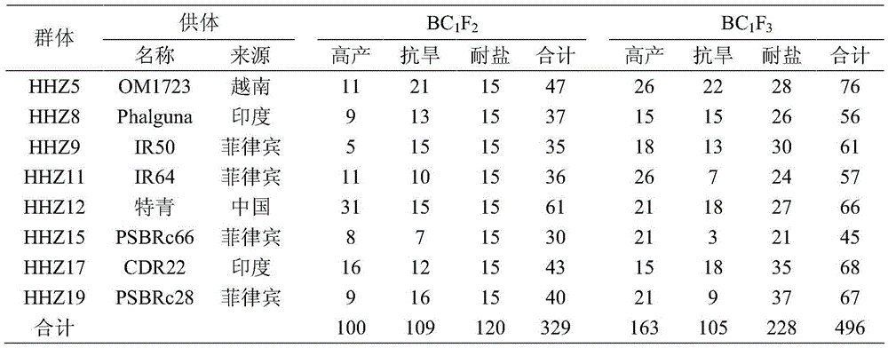 Method for rapidly stabilizing rice backcross introgression population trait