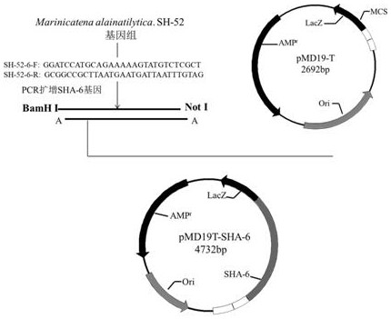 A kind of alginate lyase sha-6 gene and its application